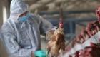 بعد تسجيل حالة بالصين.. 20 وفاة خلال 7 سنوات بإنفلونزا الطيور H5N6