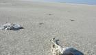 Tuz Gölü'nde toplu flamingo ölümleri: Soruşturma başlatıldı