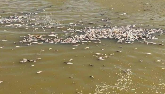 ارتفاع ملحي يتسبب بنفوق الأسماك في جنوب العراق (أرشيفية)