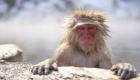 آبله میمون اولین قربانی خود را در چین ثبت کرد