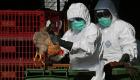 أول وفاة بإنفلونزا الطيور بين البشر.. الهند تسجل الحالة النادرة