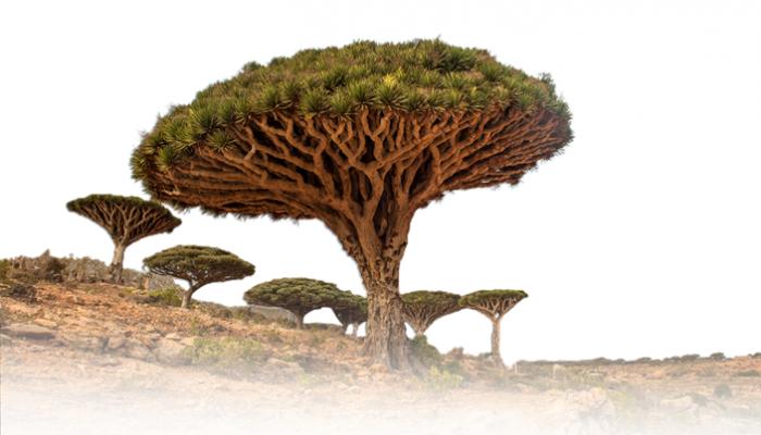 الدعم الإماراتي لجزيرة سقطرى بلغ 110 ملايين دولار في 7 سنوات
