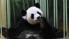 France/ Zoo de Beauval : les bébés pandas sont enfin nés 