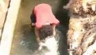 فيديو صادم.. تعذيب كلب يشعل موجة غضب في لبنان