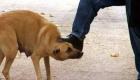 ویدئو | شکنجه وحشیانه سگ، خشم مردم لبنان را برانگیخت