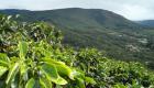 قهوة الغابات الإثيوبية.. جهود عالمية لحماية "أرابيكا" من الانقراض 