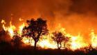 Algérie/Feux de forêt : le Premier ministre a la preuve que les incendies étaient planifiés