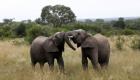 170 فيلا للبيع في مزاد لحماية البشر