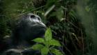 ولادة غوريلا نادرة بحديقة حيوانات في الكونغو الديمقراطية