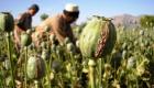 طالبان بر سر دوراهی: آیا تولید تریاک در افغانستان ممنوع می‌شود؟