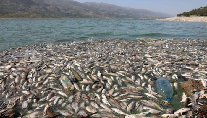 نفوق ملايين الأسماك في إسبانيا