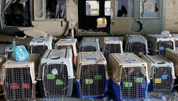 Afghanistan : les chiens abandonnés par l’armée américaine à la merci des talibans !