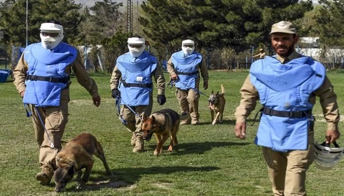 مجموعة من الكلاب خلال تدريبها على كشف المتفجرات بأفغانستان- أ.ف.ب