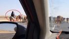 فيديو "راعية البقر" يحبس أنفاس المصريين على السوشيال ميديا