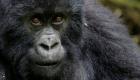 ABD’de koronavirüslü gorillere ‘hayvanlara özel Covid-19 aşısı’ yapılacak