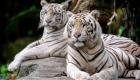 Covid-19 : six lions et trois tigres du zoo de Washington testés positifs