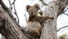 أستراليا تفقد ثلث حيوانات الكوالا خلال 3 سنوات.. الأرقام لا تكذب