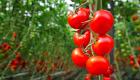 Rusya Türkiye'yi uyardı: Alınan domatesler virüslü!