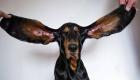 بالصور.. كلب يدخل موسوعة "جينيس" بأطول أذنين في العالم