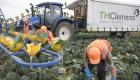 مزرعه‌ای در بریتانیا برای چیدن کلم ۶۳ هزار پوند حقوق می‌دهد