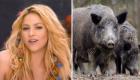 Shakira: Yaban domuzlarının saldırısına uğradım, çantamı çaldılar