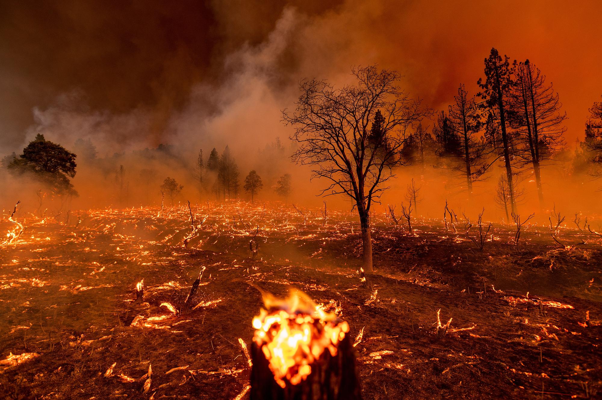 آتش سوزی یک چنگل در کالیفرنیا