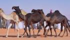 Çöl gemisi.. Suudiler neden develere milyonlar harcıyor?
