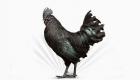 Siyah Tavuk (Ayam Cemani) Çeşitleri ve Özellikleri 