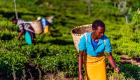 Le Kenya devrait enregistrer une baisse de sa production de thé en 2021