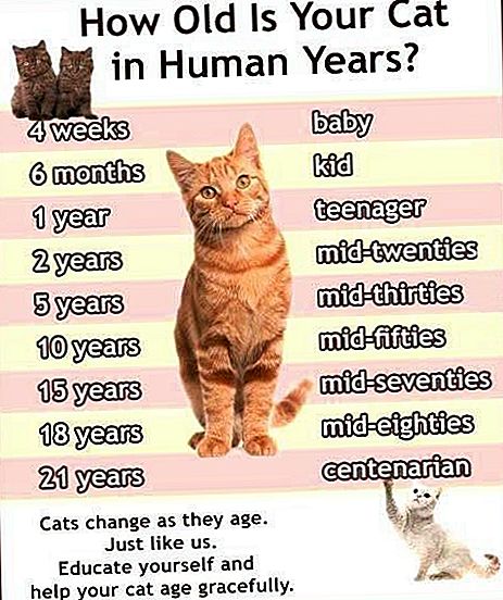 عمر القطط بالنسبة للانسان