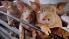 اكتشاف إصابة بحمى الخنازير الأفريقية القاتلة في إيطاليا