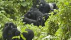 RDC: le parc des Virunga annonce sa 1ère naissance de gorille de l'année