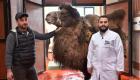 Burdur'da deveye katarakt ameliyatı yapıldı
