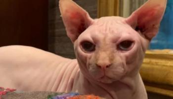 قط ياسمين عبدالعزيز المرعب 