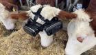 تاثیر باورنکردنی عینک واقعیت مجازی روی شیردهی گاوها