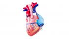 إنفوجراف.. 8 حالات مرضية تشترك في أعراض قصور القلب