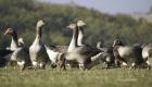 France : Plus de 150 élevages touchés par la grippe aviaire dans le pays