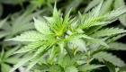 Costa Rica: la production et la consommation du cannabis médicinal autorisées