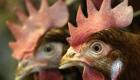 Grippe aviaire : plus d’un demi-million volailles abattues au Burkina