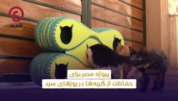 ویدئو | پروژه مصری برای حفاظت از گربه‌ها در روزهای سرد