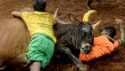 مهرجان "جاليكاتو" في الهند.. معارك طاحنة لترويض الثيران (صور وفيديو)