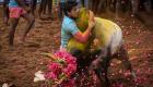 هند | یک کشته و ۸۰ زخمی در جشنواره سنتی رام کردن گاو نر