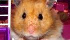 Hong Kong se débarrasse de milliers de hamsters après la découverte de cas de Covid dans une animalerie