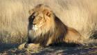 Afrique du Sud : Des lions et des pumas ont attrapé le COVID-19