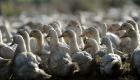 France:  Plus d’un million de volaille abattus pour enrayer la grippe aviaire 