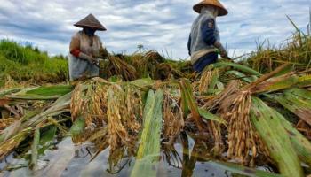 مزارعي الأرز في أتشيه الإندونيسية -  أ ف ب