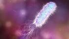 بكتيريا قاتلة تتفوق على الإيدز والملاريا‎‎ (إنفوجراف)