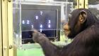 Des singes de laboratoire s'évadent lors d'un accident de la route aux Etats-Unis