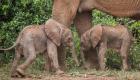 گزارش تصویری | فیل آفریقایی در پدیده‌ای نادر دوقلو زایید!