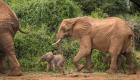 ویدئو | فیل آفریقایی در پدیده‌ای نادر دوقلو زایید  